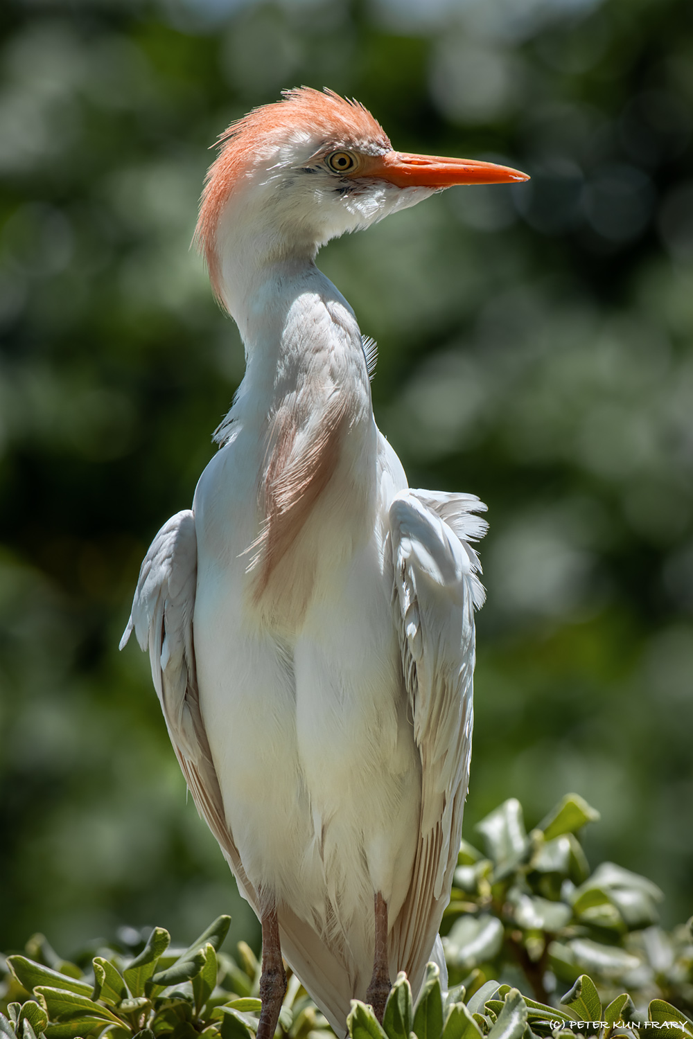 Cattle Egret