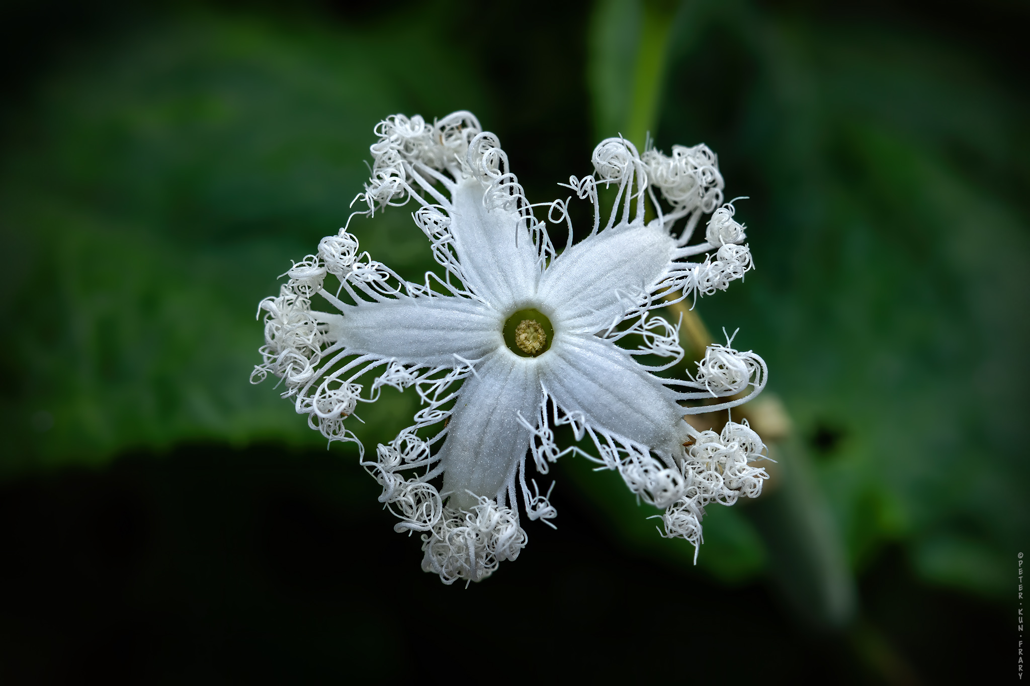 flower flower