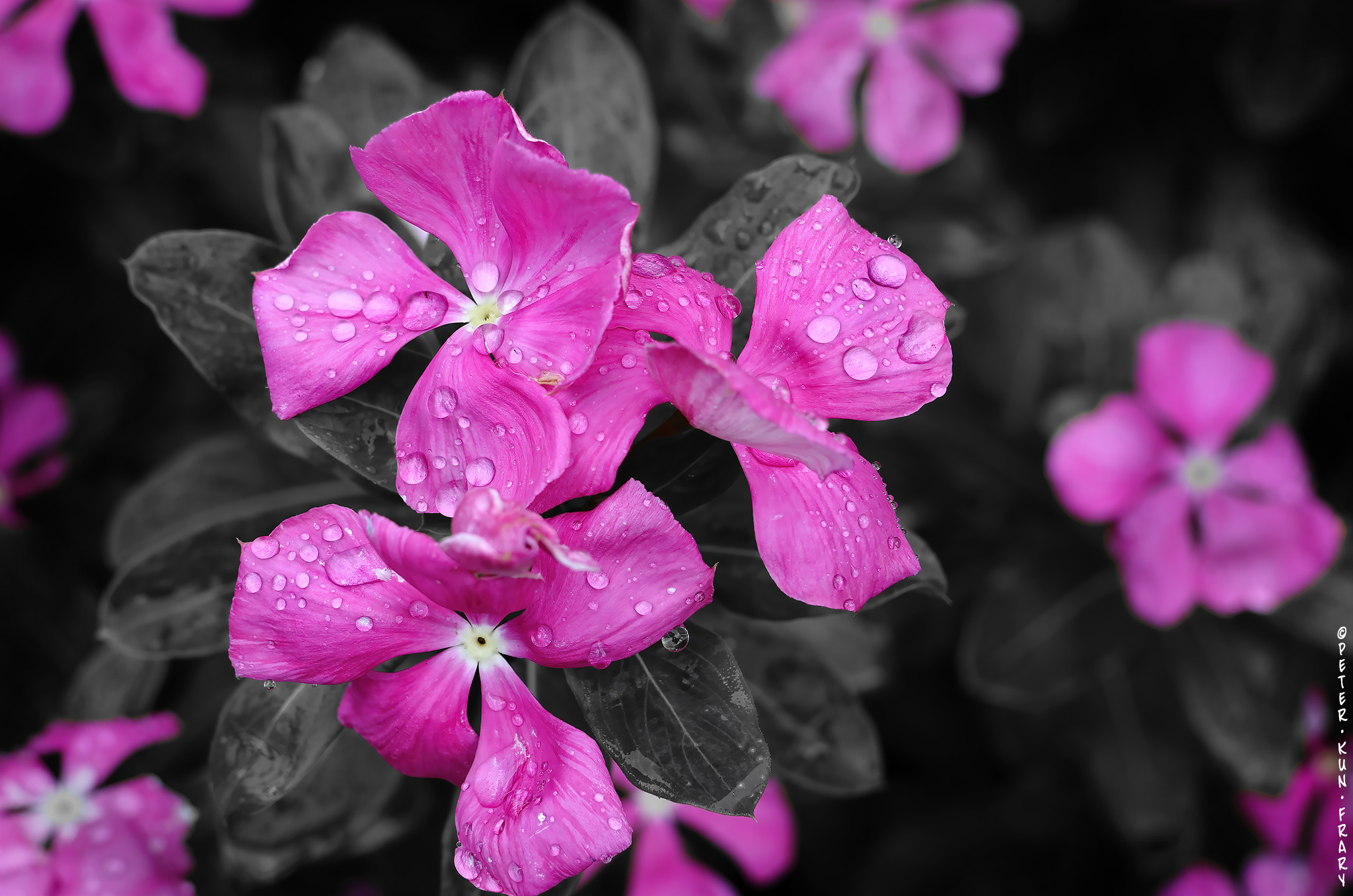 flowers flowers"