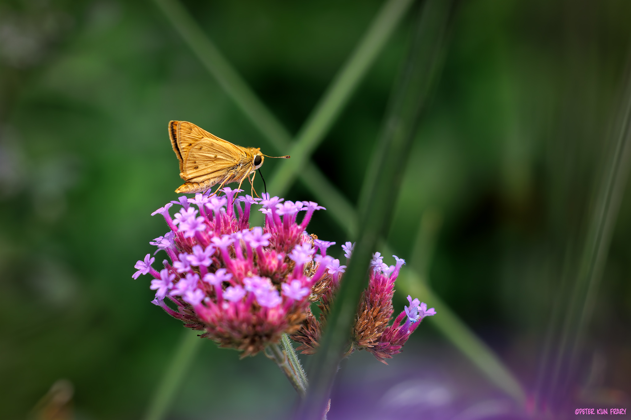 skipper