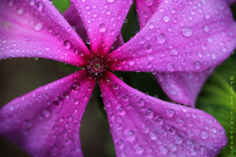 Water dropletes on flower ©Peter Frary flower