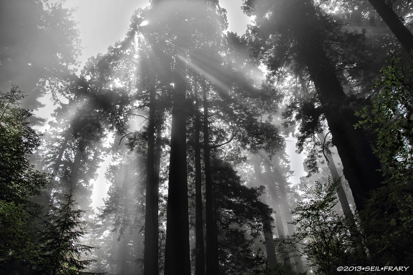 Forest Grove