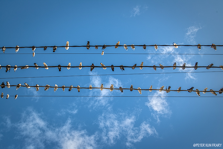 pigeons
