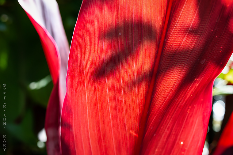 Sunlight Through Ti Leaf | Peter Kun Frary