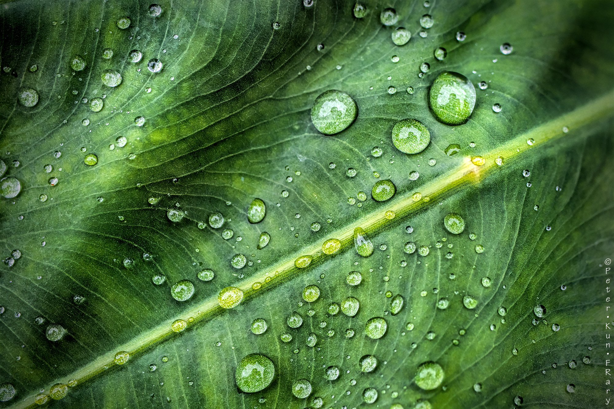 Raindrops on Taro | Peter Kun Frary Raindrops on Taro