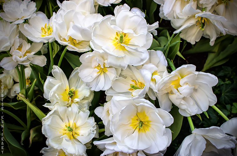 Bianco Fiore | Musical level listening teaches you to observe fine details. | ©Peter Frary Bianco Fiore