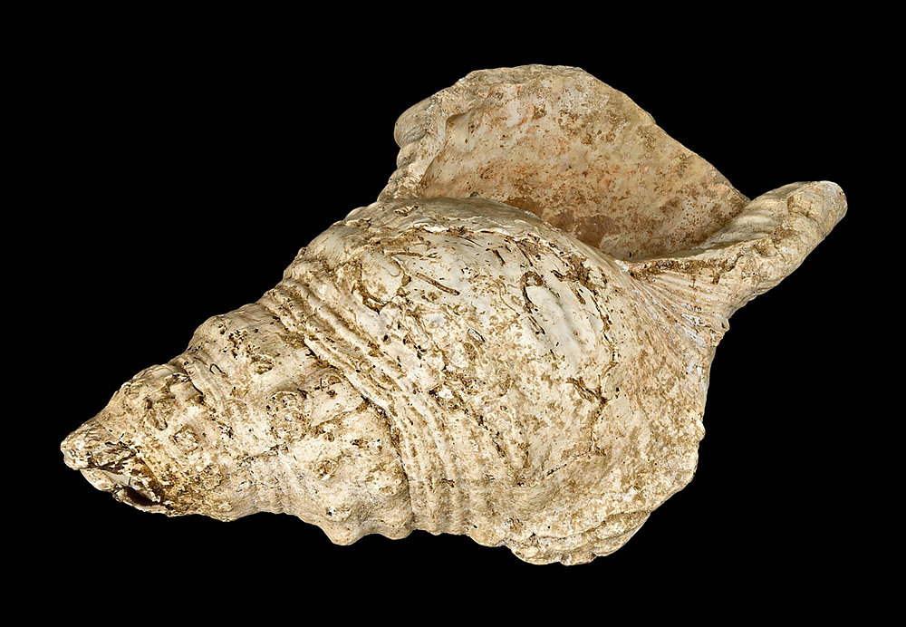 Conch Shell